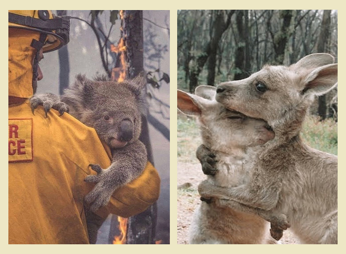 Koala being rescued