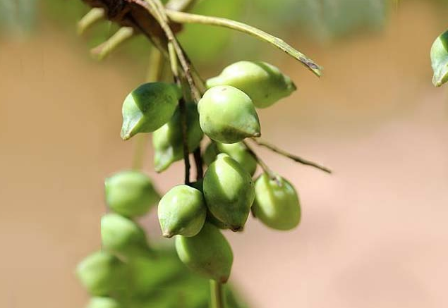 Kakadu Plum Tree